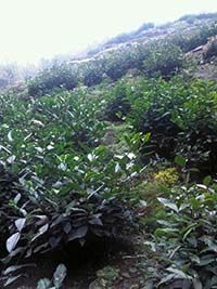 太平猴魁上市時間.jpg 太平猴魁上市時間.jpg