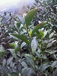 1471597427123070.jpg 太平猴魁上市時間基本有定數(shù)2.jpg