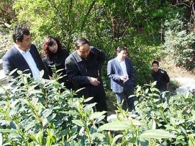 六百里猴魁茶葉基地建設促.jpg 六百里猴魁茶葉基地建設促.jpg